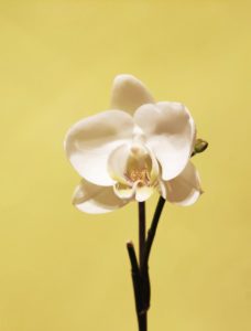 leaf flower flora branch